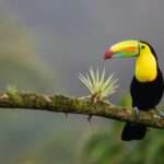 Wildlife spotten in Costa Rica: De ultieme gids voor natuurliefhebbers