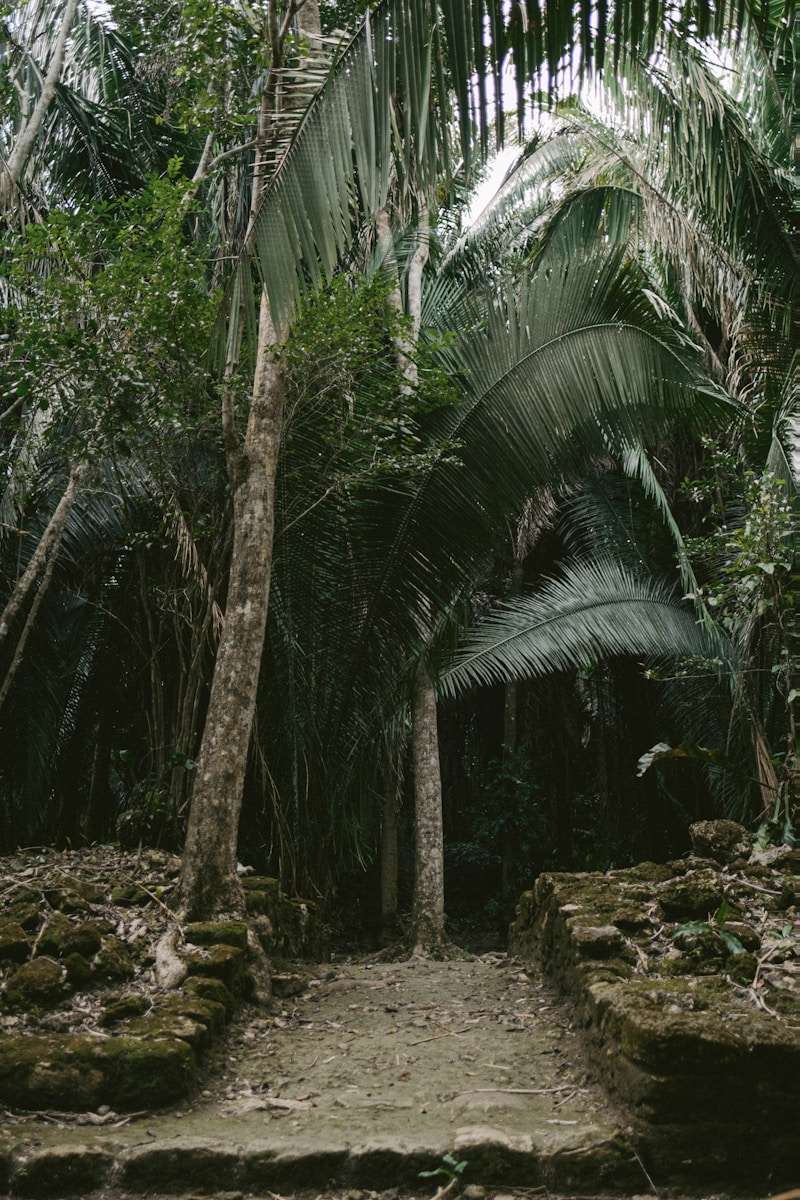 Photo by Andrew A a path in the middle of a jungle