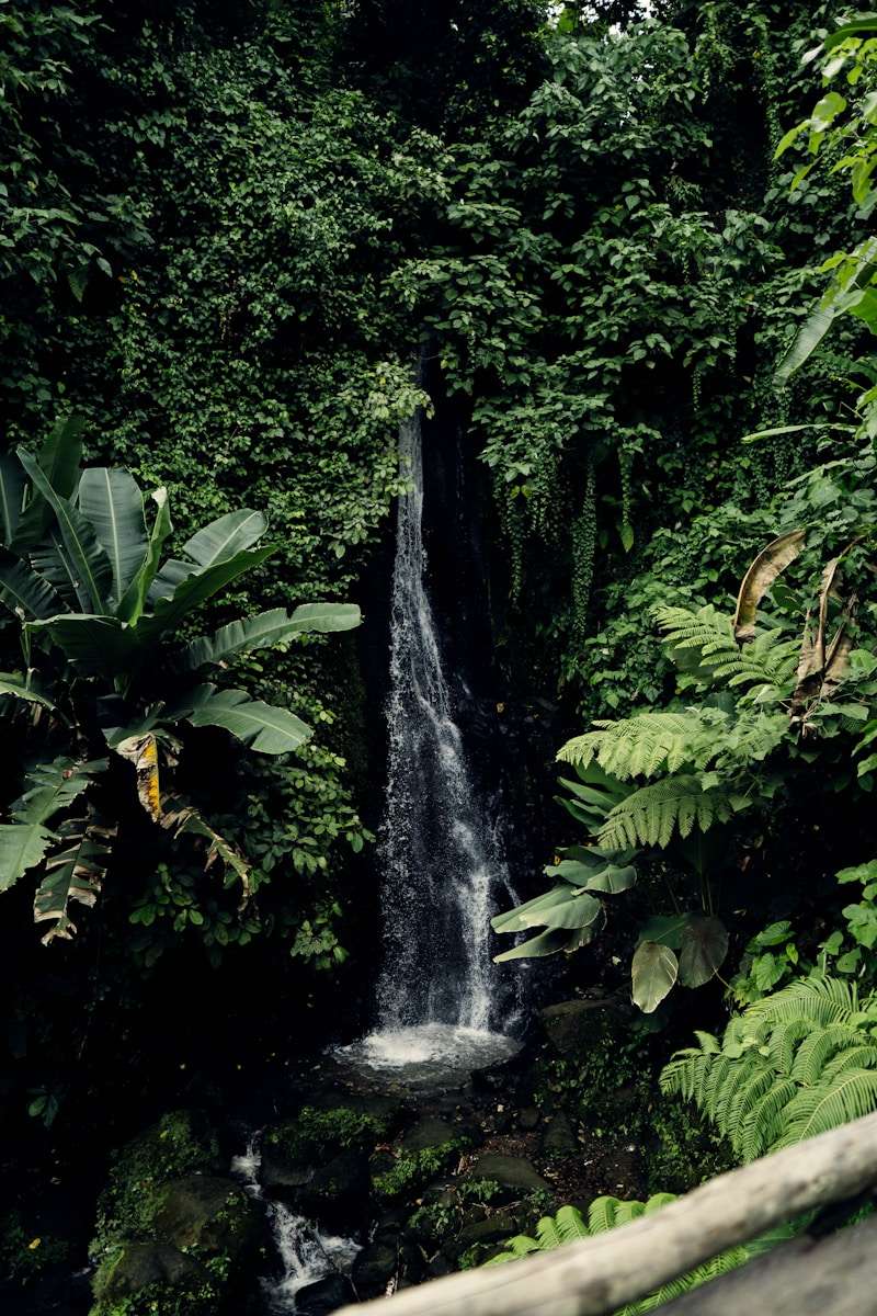 Photo by Simon PALLARD a waterfall in the middle of a jungle