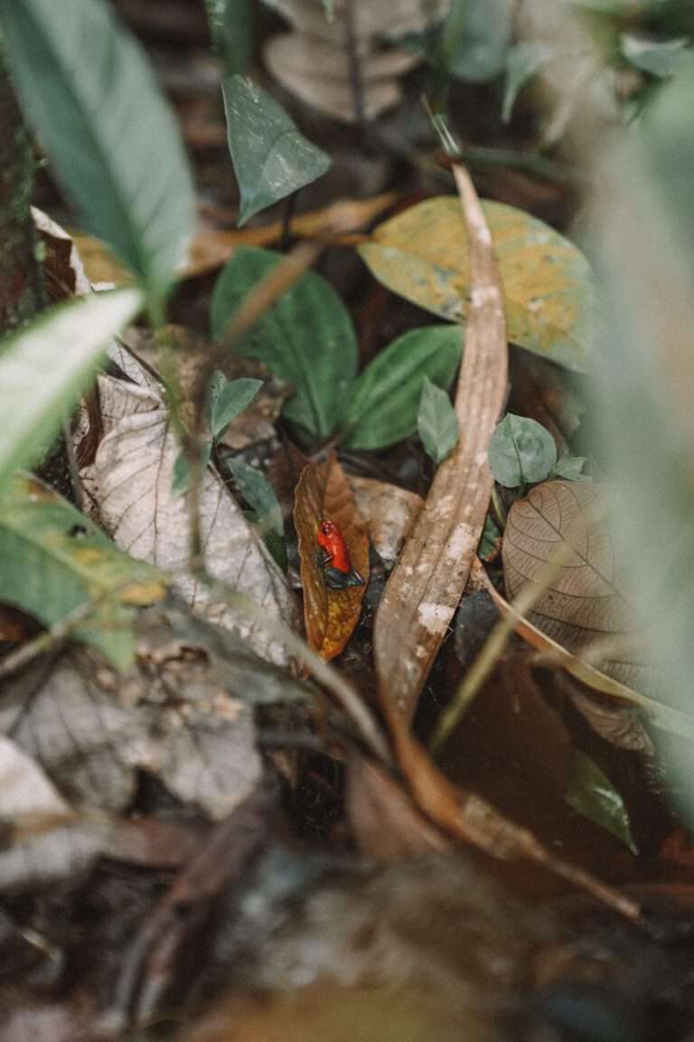 a red and brown snake sitting on top of a leaf covered ground