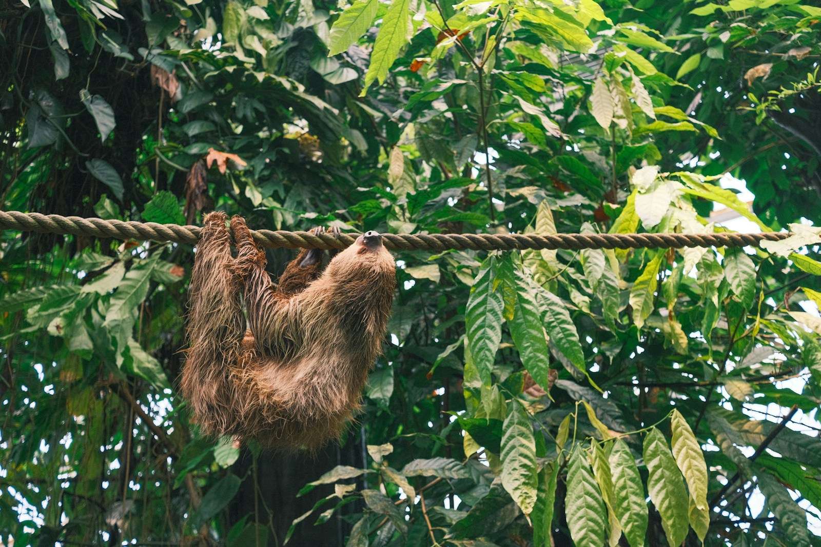 A sloth is hanging from a rope in a tree.