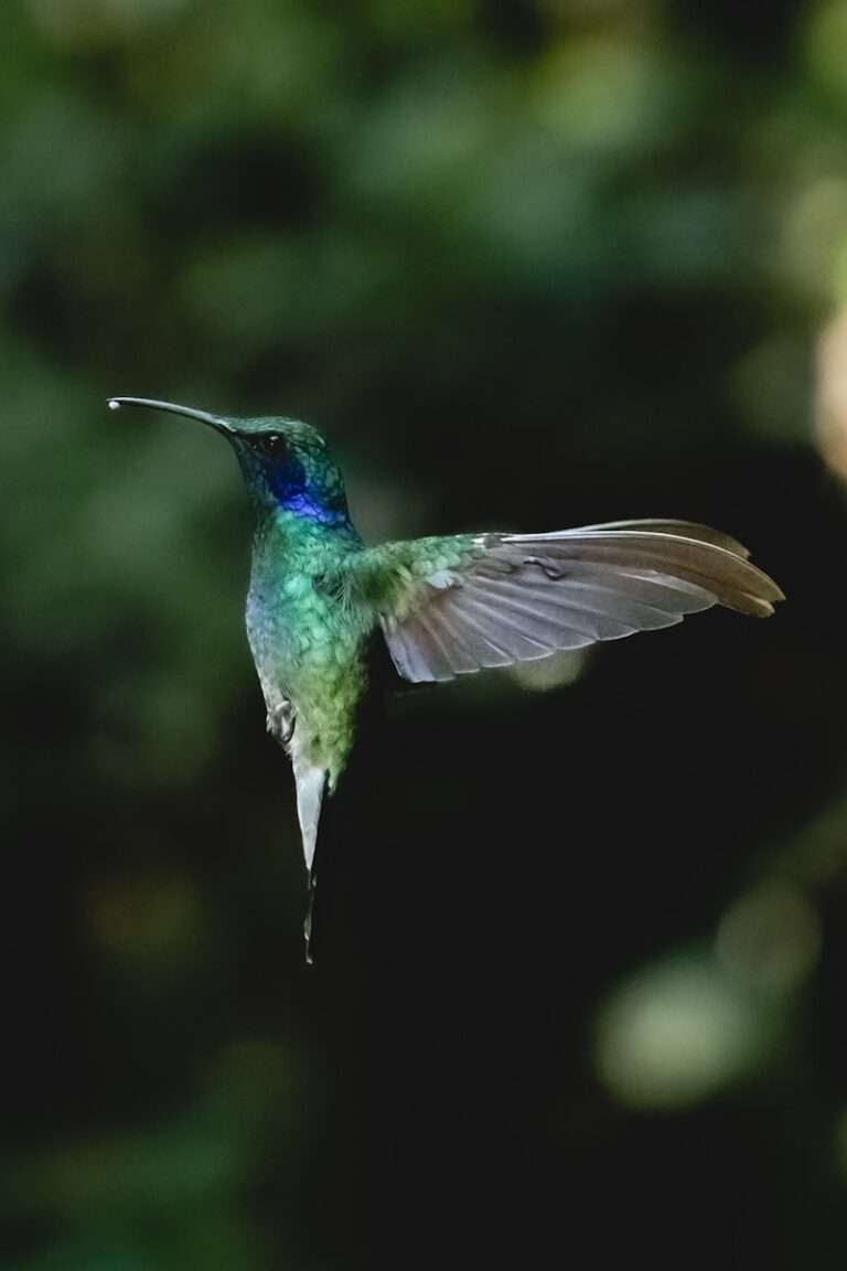 A hummingbird flying in the air with a blurry background