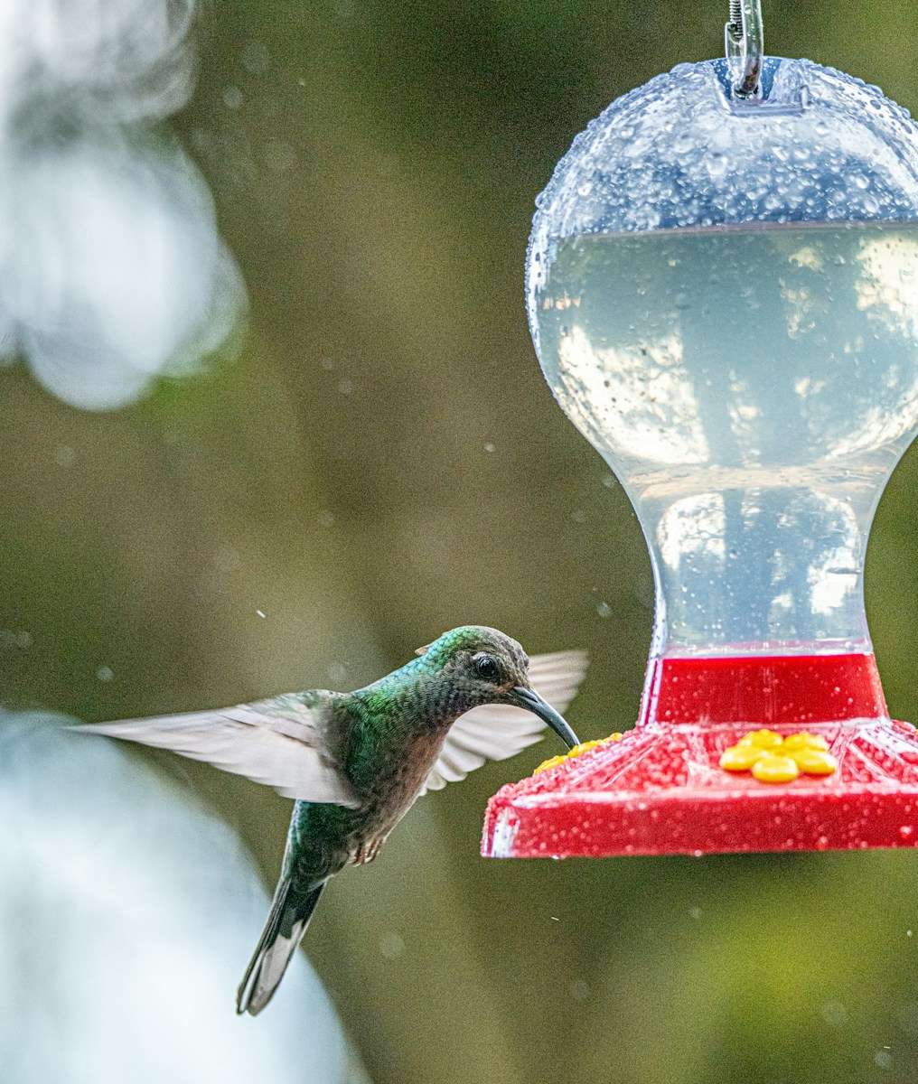 Photo by mana5280 hummingbird hovering by drinking container