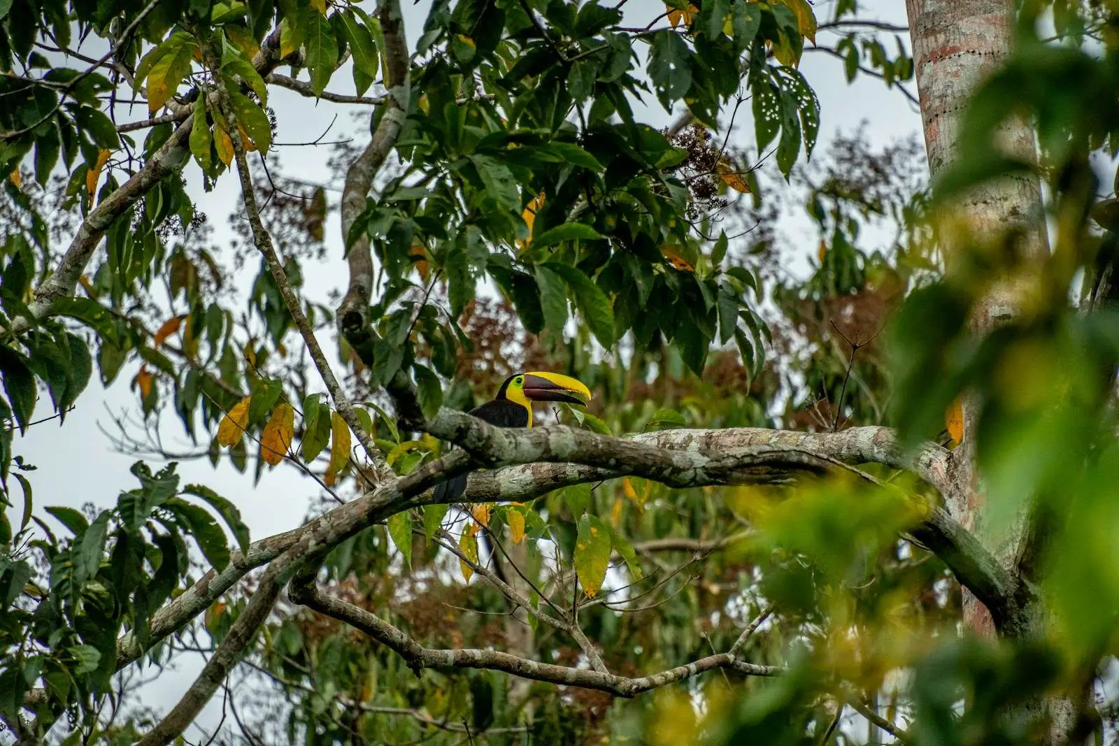 A toucan sits on a tree branch.