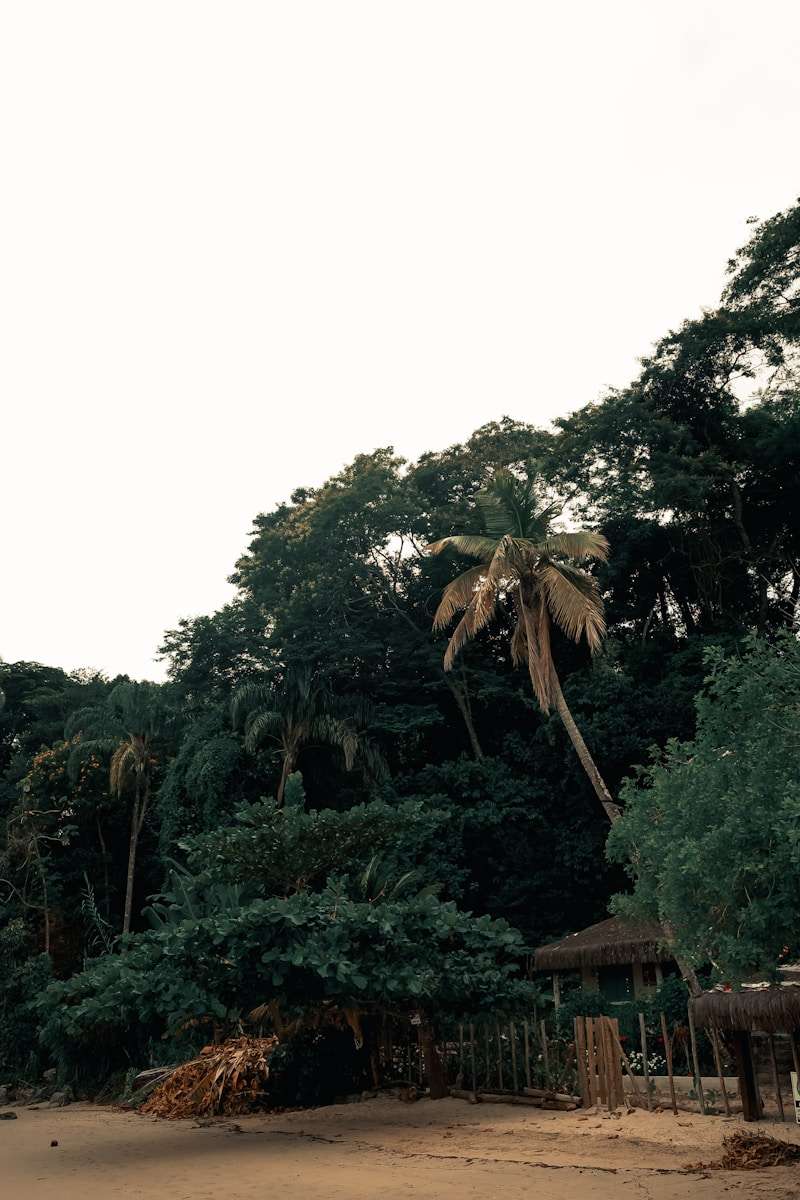 Photo by Mauro Lima a beach with trees and a hut in the background