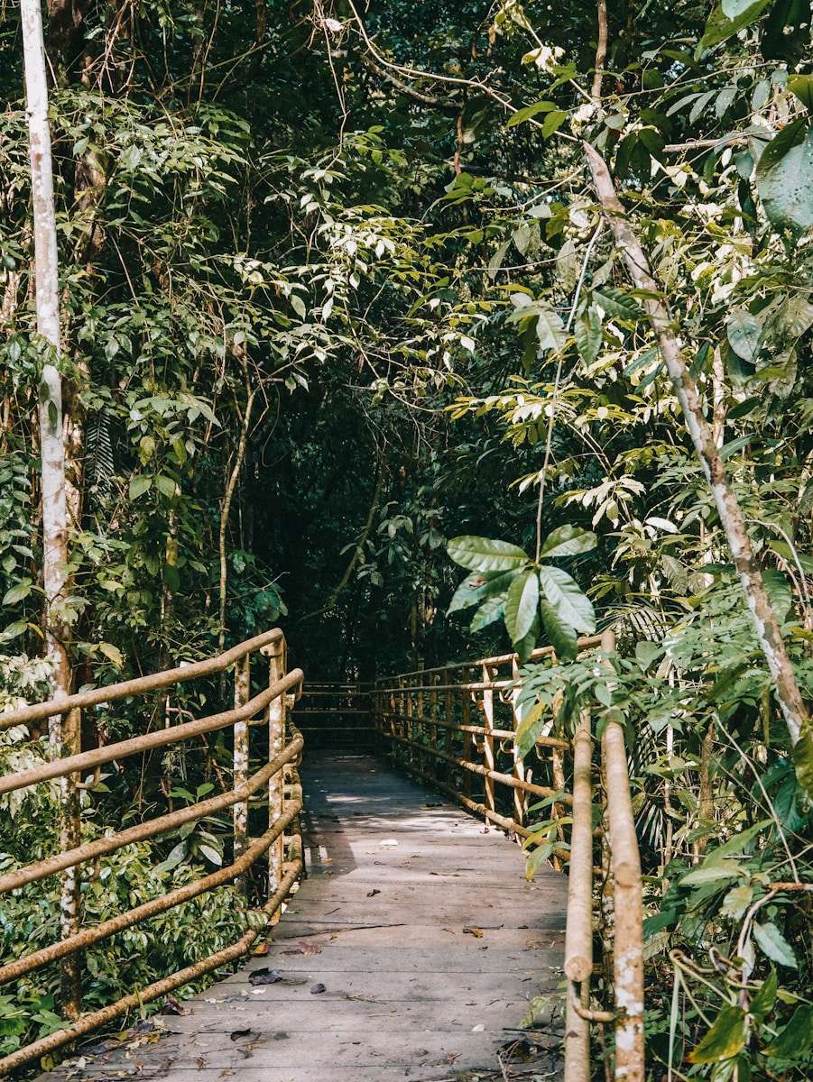 Photo by Lisa van Vliet a wooden bridge in a forest